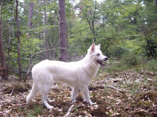 FOTO TOMADA EN EL BOSQUE DE FONTAINEBLEAU EN EL MUNDIAL DE FRANCIA 2011